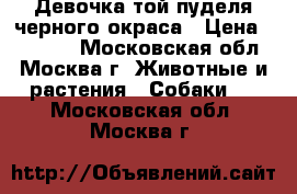 Девочка той-пуделя черного окраса › Цена ­ 25 000 - Московская обл., Москва г. Животные и растения » Собаки   . Московская обл.,Москва г.